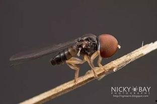 嘲笑之虫,揭示人性阴暗面的讽刺寓言