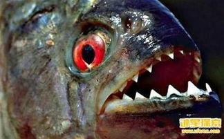 食人鱼 1979,惊悚深海食人族传奇